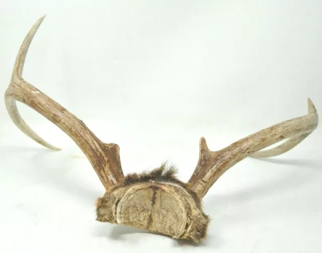 Whitetail Deer on Skull Bone 5 Point Antler Horn Mount Taxidermy Rack Cabin