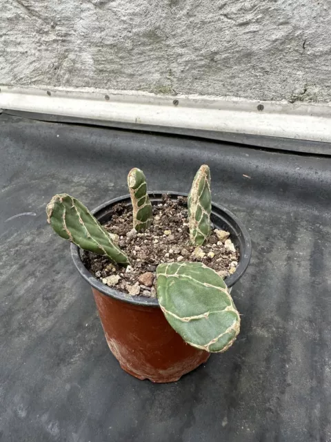 Cactus Opuntia Zebrina