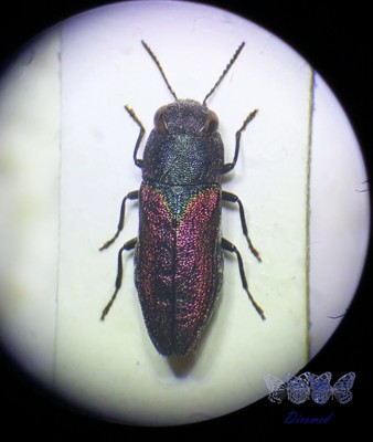 Haplanthaxia Coleoptera Buprestidae Anthaxia parallela Female Hquality Spain 