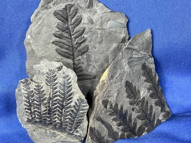 3x carboniferous Fossils, Mariopteris Alethopteris Fossilien Karbon Farn Farn
