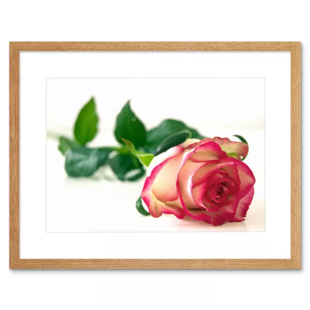 Single Pink Rose Romantic Flower Framed Wall Art Print 12x16 Inch