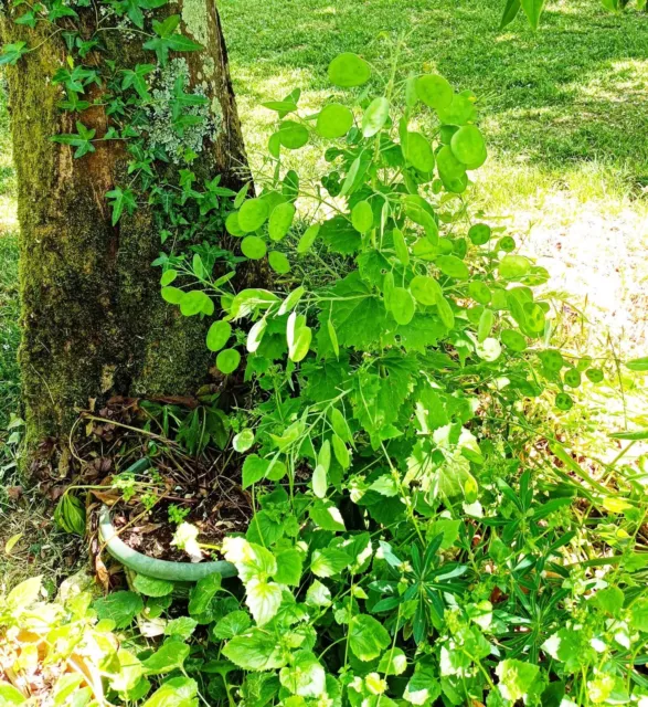 50 graines monnaie du pape - plantes vivaces 3