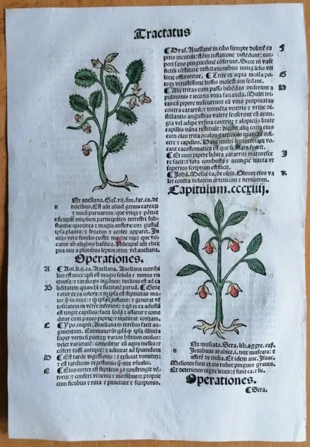 Original Post Inkunabel Hortus Sanitatis Koloriert Muskat Venedig 1511