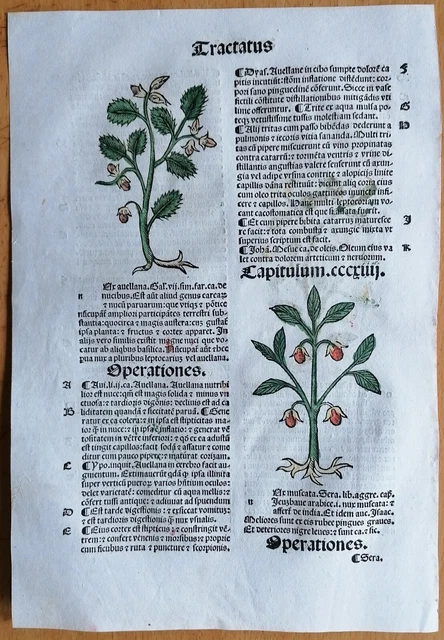 Original Post Inkunabel Hortus Sanitatis Koloriert Muskat Venedig 1511