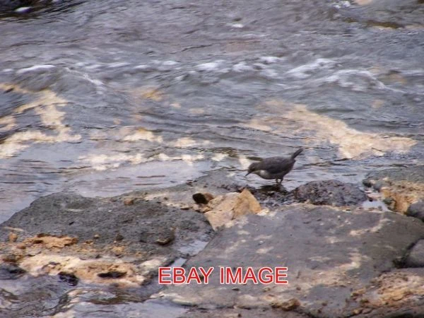 Photo  'Dipper At Work' River Don Oughtibridge Following The River Don 'Clean Up