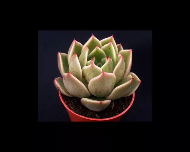 Echeveria agavoides ‘Mira’ | Hybrid | Surreal Succulents