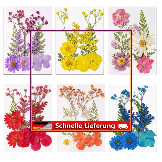 Kit de flores y hojas secas prensadas reales adecuado para fundas de teléfono de resina marcadores