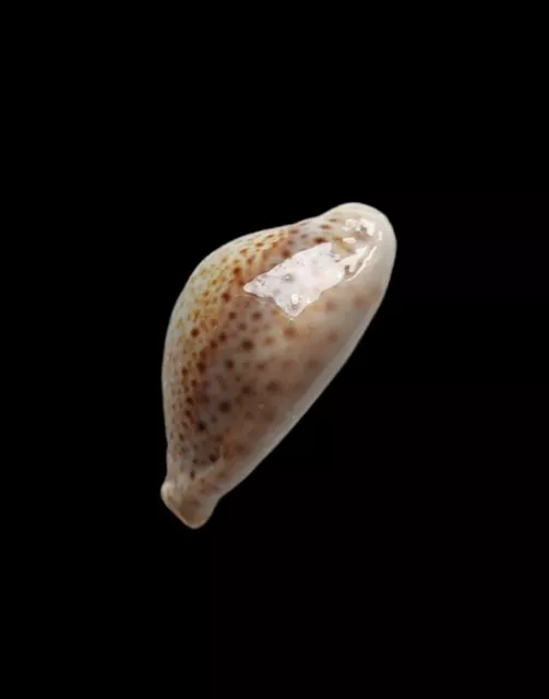 SHELL CONCHIGLIA CYPRAEA NARIA TURDUS mm.49,4 big size INDIA