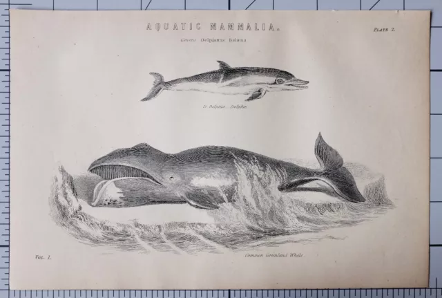 1868 Imprimé Aquatique Mammalia Dauphin ~ Commune Greenland Baleine