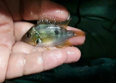 Thorichthys Aureus Cichlid 1.5" Commonly Known As Blue Flash Central American 3