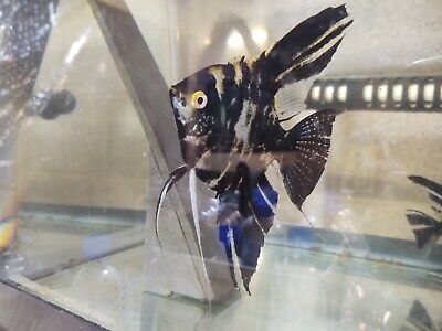 Marble Angelfish Dollar+ Size 2 for $35