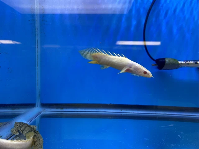 Live 5”  Shortybody Albino Senegal Bichir Freshwater Aquarium Fish