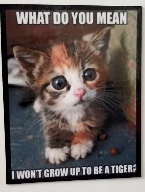 What do you mean I won't grow up to be a tiger? Kitten pet -MAGNET