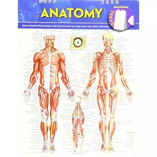 Anatomy (Quick Study Easel) - Spiral-bound NEW BarCharts Inc ( Jul-16