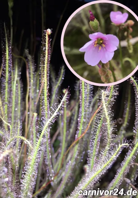 100 Samen Drosera filiformis, Sonnentau, Fleischfressende Pflanzen, Karnivoren