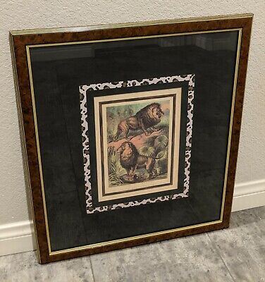 Robert Grace Print African Lion Asiatic Lion Framed with Glass