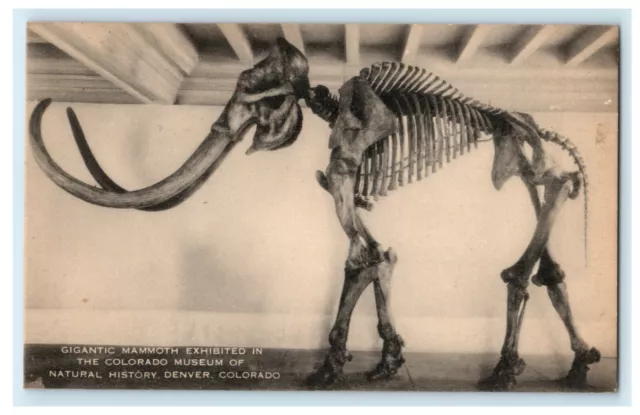 c1910 Gigantic Mammoth Colorado Museum of Natural History Denver CO Postcard