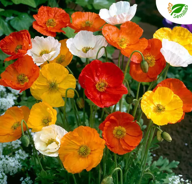 Adormidera Gigante de Islanda ( 1.000 semillas ) Papaver nudicaule - amapola