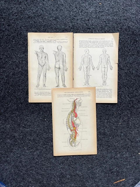 ORIGINAL 1913 ANATOMY Pages of Human Body, Anatomy Physiology Textbook ...