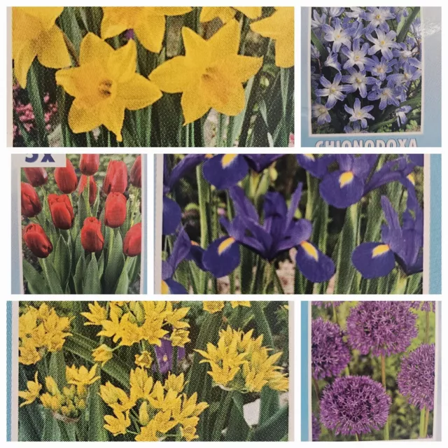 101 Flower Bulbs- Beautiful Bright Spring Flowers Easy To Grow