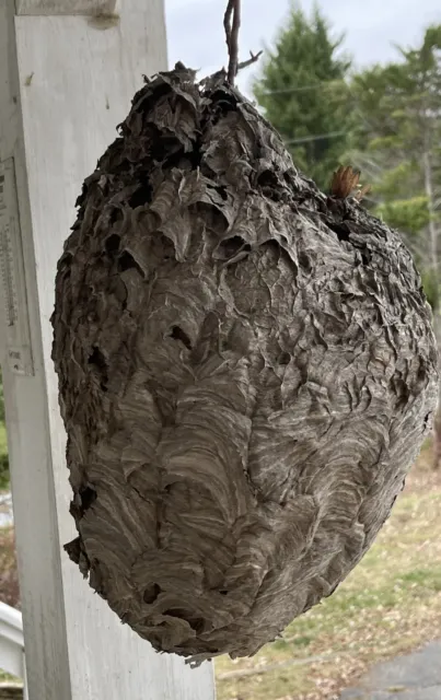 Large Natural Paper Hornet Bee Wasp Hive Nest On Branch 14x9 (2)