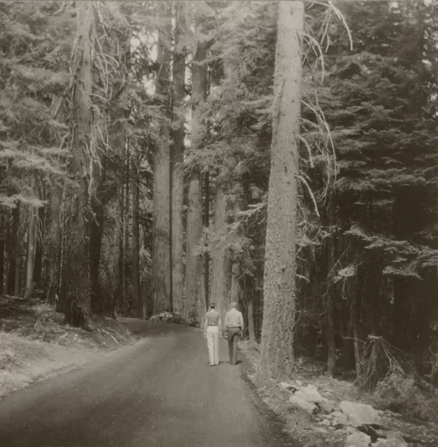 Square Top Keystone Stereoview Trees,Crescent Meadow Road, Sequoia NP K600 #1060