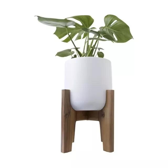 White Pot with Acacia Stand