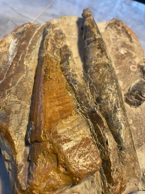 bivalve fossil