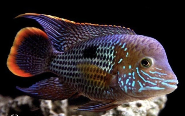 (Group Of 2) GREEN TERROR CICHLID Live Fish 1.5"-1.75”