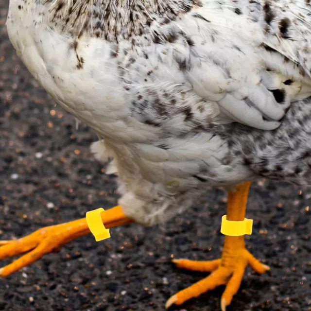 400 Pcs Chicken Identification Leg Bands Tags Ankle Optional 3