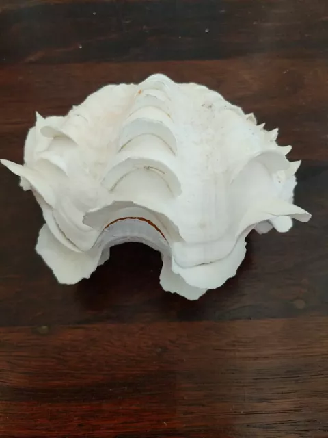 Vintage Natural 14cm Clam Large sea shell Matching Pair genuine  decor Hamptons