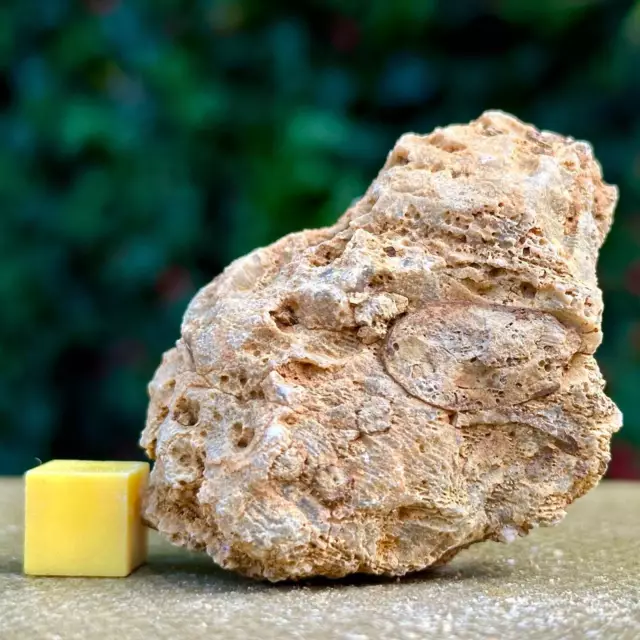 Jurassic Coral Fossil from Wiltshire, UK - Genuine Fossils for Sale