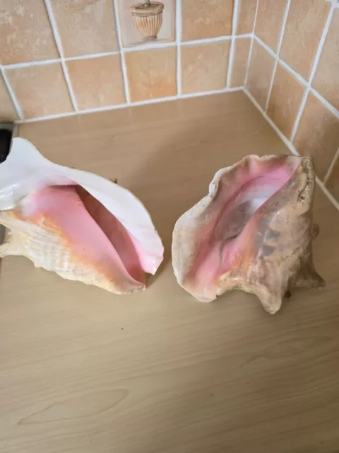 2 Queen Pink Conch Shells Large Vintage