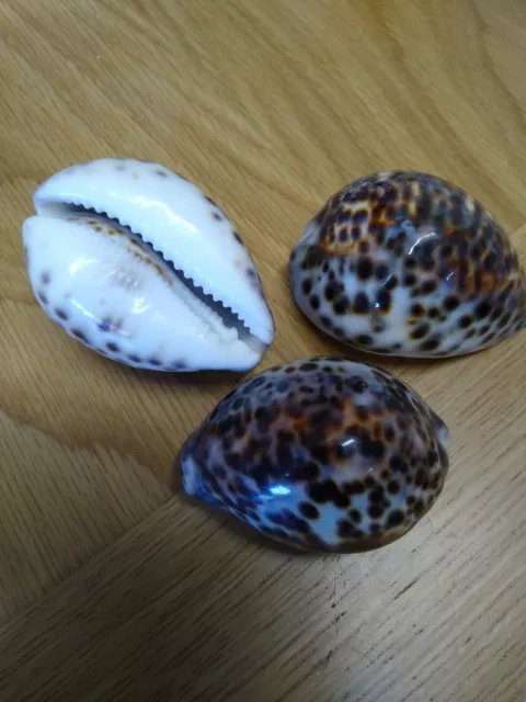 X 3 Tiger Cowrie / Cyprea Tigris 5-7cm Shells   Crafts | Aquarium | party play