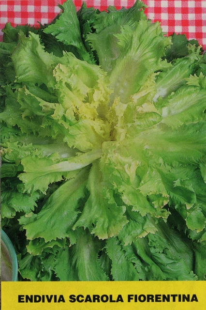 Rossa Di Verona Precoce - Cicoria Italiana Rossa Di Verona - Linea - Foto 11