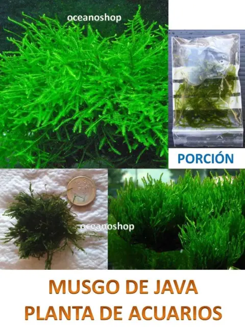 X2 Musgo De Java Musgos Plantas Acuario Gambas Acuario Elimina Nitratos Algas