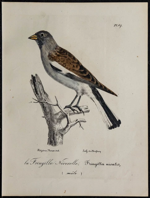 lithographies anciennes d'oiseaux de J Gould