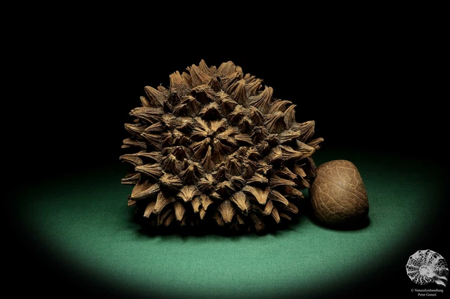 Phytelephas macrocarpa Sudamérica palma reciente frutos secos fruta seca decoración