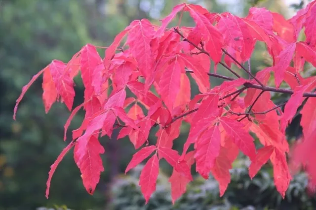 50 Graines d' Érable 'Acer triflorum Komarov' tree seeds