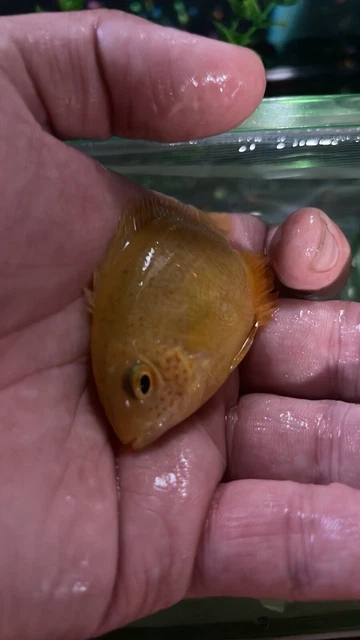 Red Spotted Severum Cichlid - Heros sp. - Live Fish  (2.5"+)