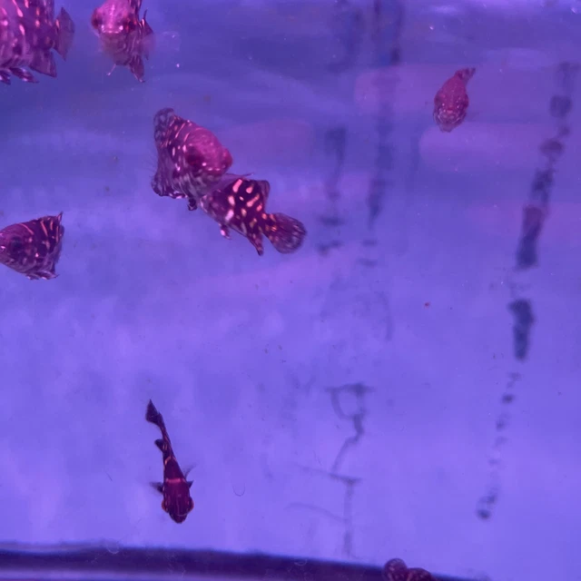 Bumblebee Oscar – (Astronotus crassipinnis) 1 Inch Live Fish