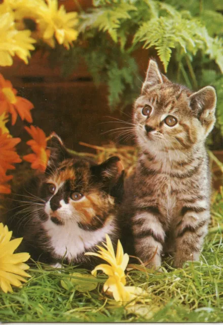 Cpsm / Carte Postale / Chat / Cat / Colection Perla