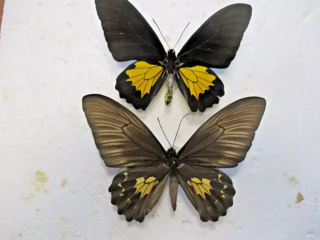 Entomologie Papilionidae Troides oblongomaculatus Couple Ceram