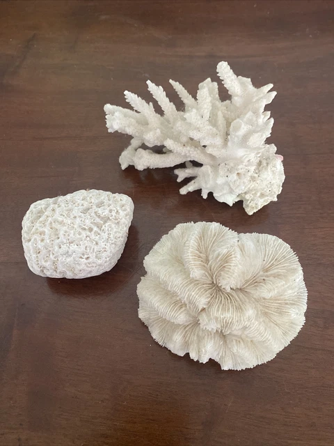 Dried Natural Coral Collection Lot of 3 Mushroom Finger Fan Brain Specimens