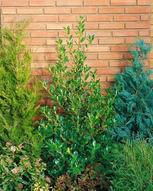 Ilex aquifolium Pyramidalis mB, Stechpalme, 100-125cm, immergrün, winterhart 2