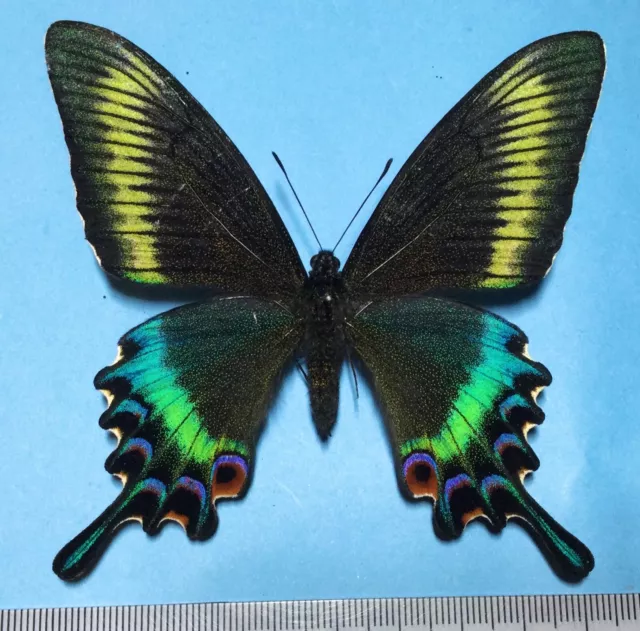 Papilio maackii maackii, Female, Large spring form, Hokkaido Japan