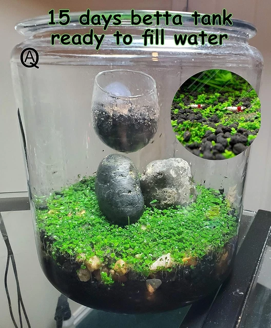 Aquarium Live Plant Seeds Fish Tank Aquatic Water Grass Carpet Foreground Plants