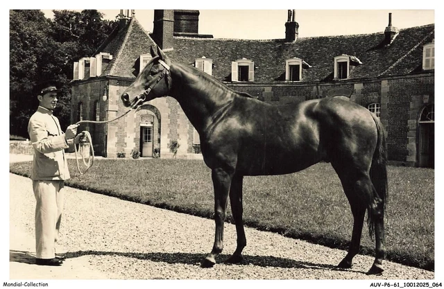 Gravure Ancienne 1882 - Étalon Pur-sang Anglais - Cheval équitation - Authentique XIXème