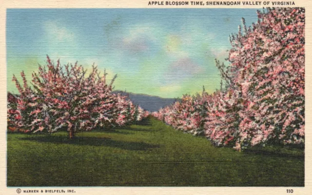 Postcard VA Shenandoah Valley Apple Blossom Time Linen Vintage PC G4582