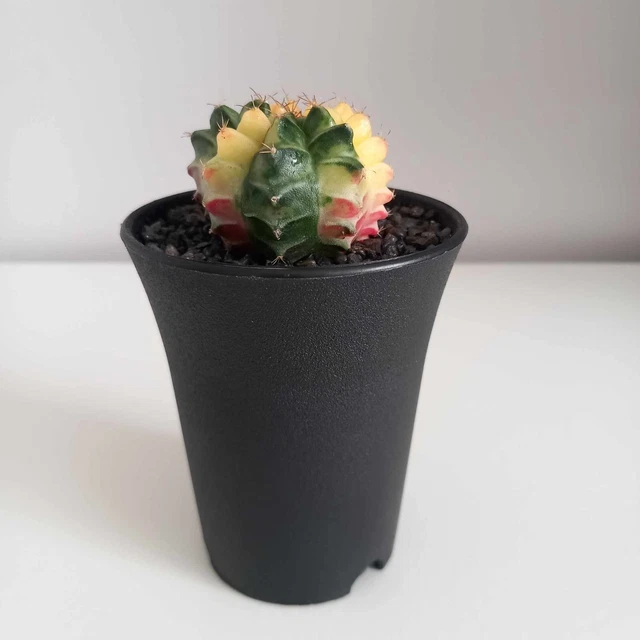 RARE COLOUR GYMNOCALYCIUM Mihanovichii variegata-Variegated Moon Cactus